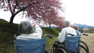 満開の桜にうっとり