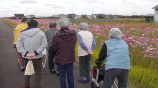 コスモス見学に出かけました